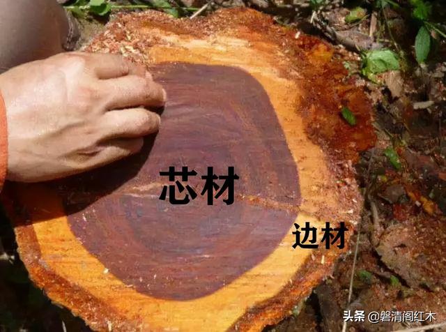 红木家具掺白皮？别慌！七招教你轻松辨别